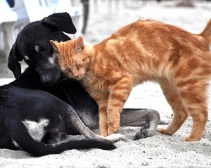 chekup animali domestici