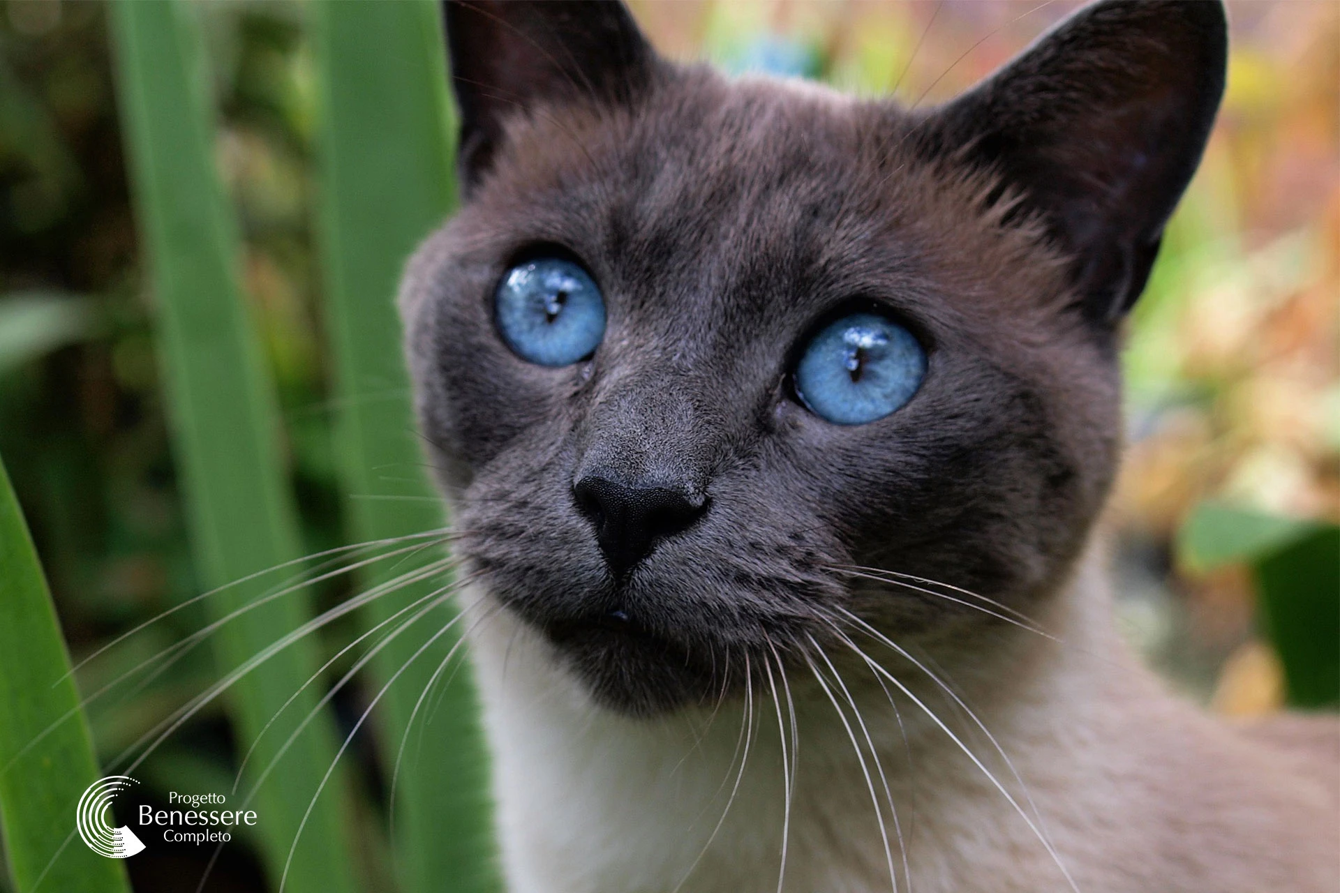 La rinascita di Luna gatta siamese grazie alla medicina quantistica